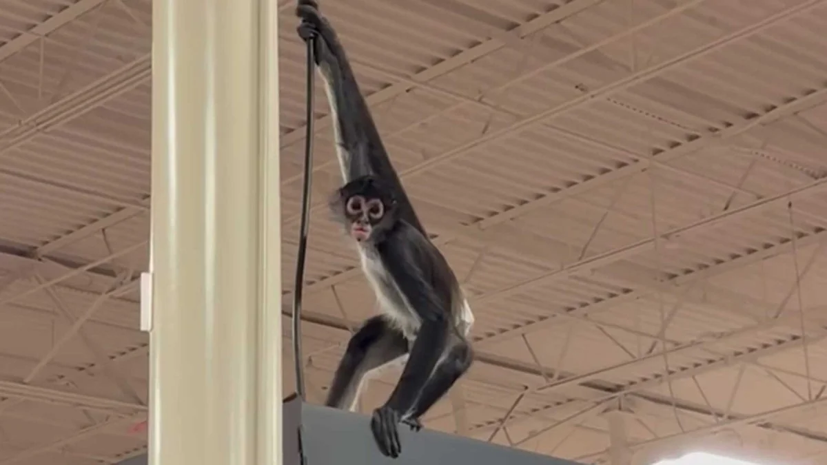 Bananas Video Monkey Gets Loose Inside Plano Hallo 20251030 000529