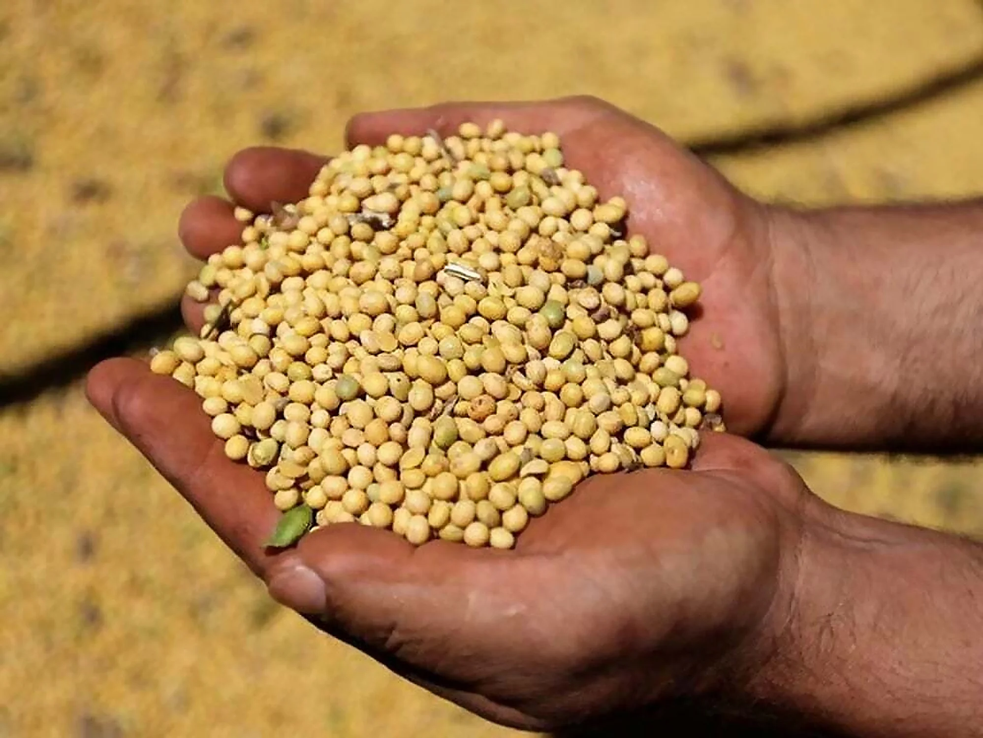 China imports no US soybeans in September for firs 20251022 002131