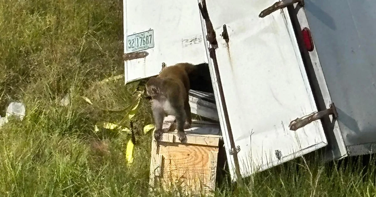 Escaped Monkeys Destroyed After Mississippi Police 20251031 023920