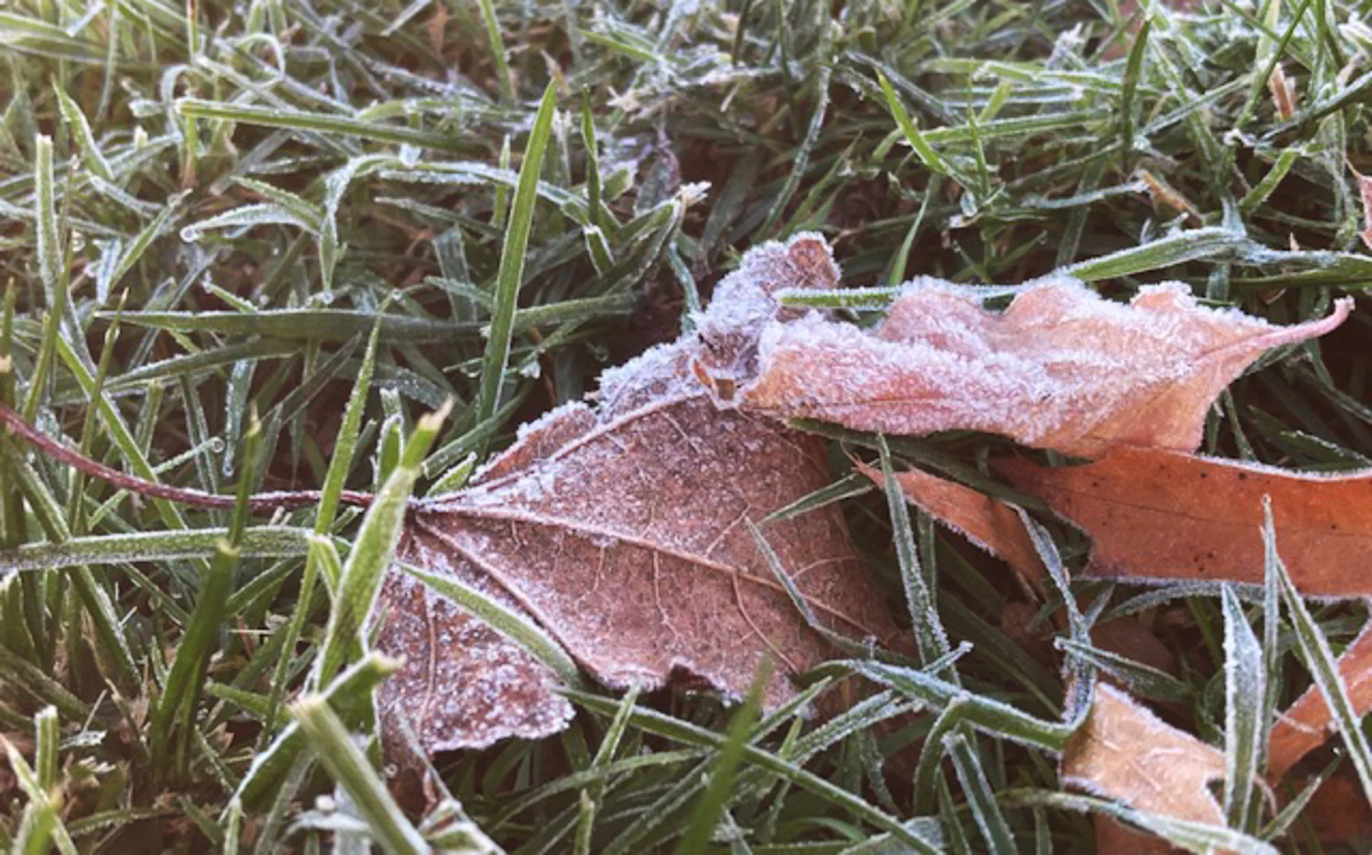 Frost Advisory Overnight In Illinois With Even Coo 20251023 103356