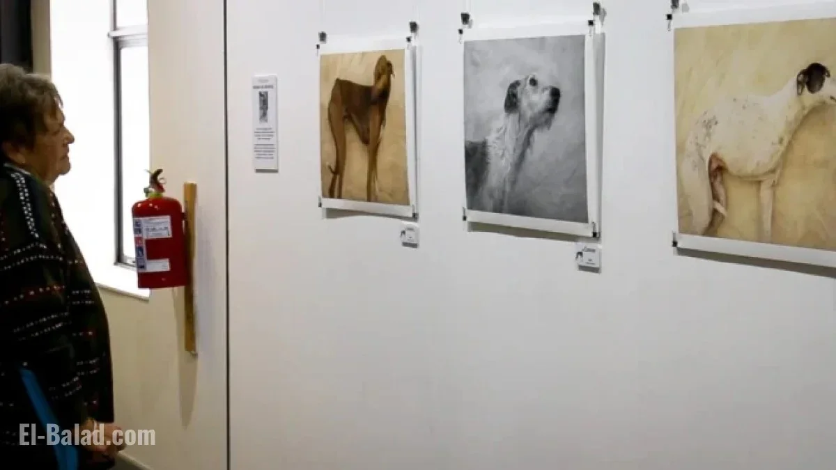 Greyhounds In South Africa Find New Purpose Throug 20251027 120224