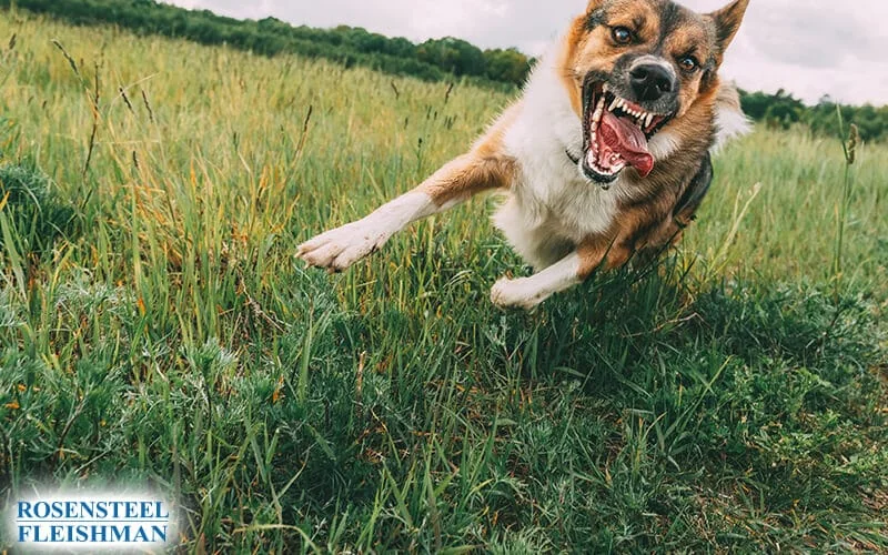 How a Dog Bite Personal Injury Attorney in Charlot 20251027 111426