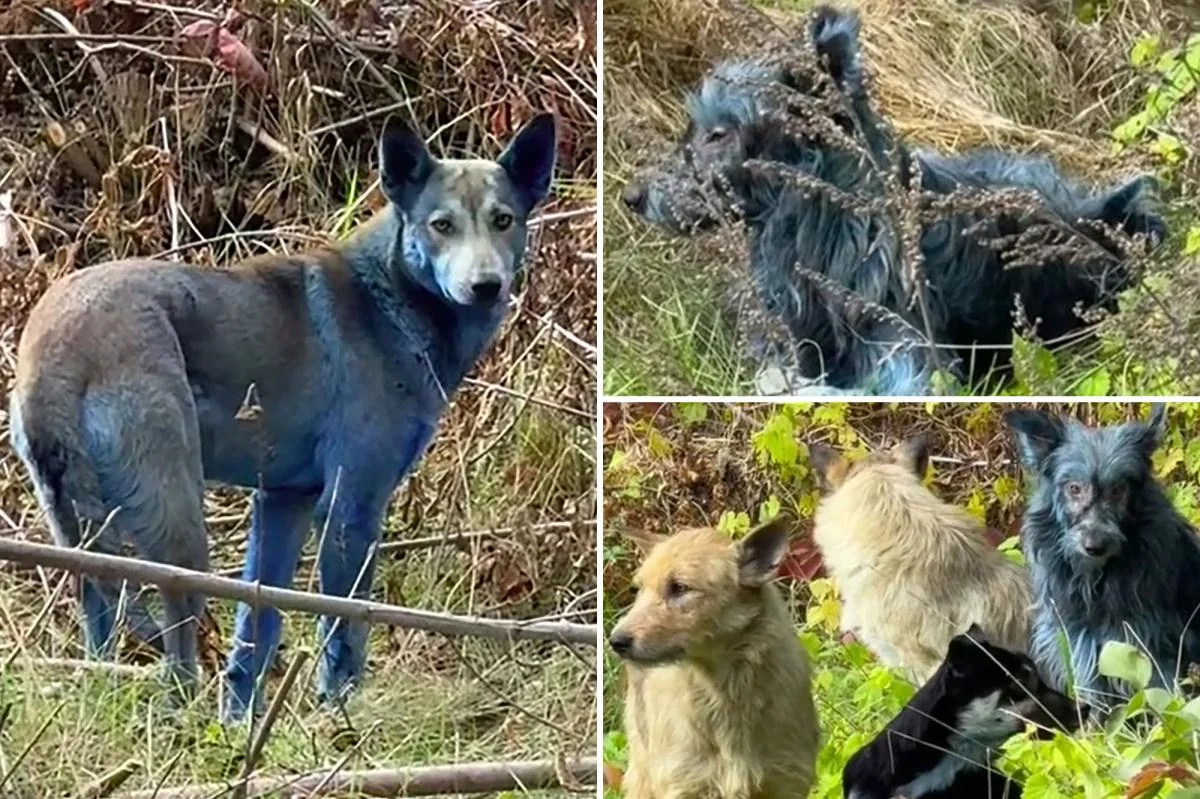 Mystery As Abandoned Dogs In Chernobyl Turn Blue B 20251031 082624