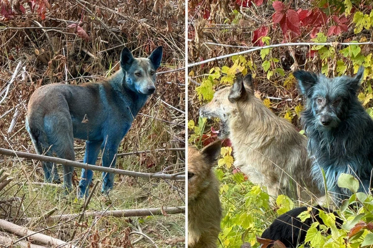 Mystery of Blue Dogs at Chernobyl Disaster Site Ma 20251031 080339