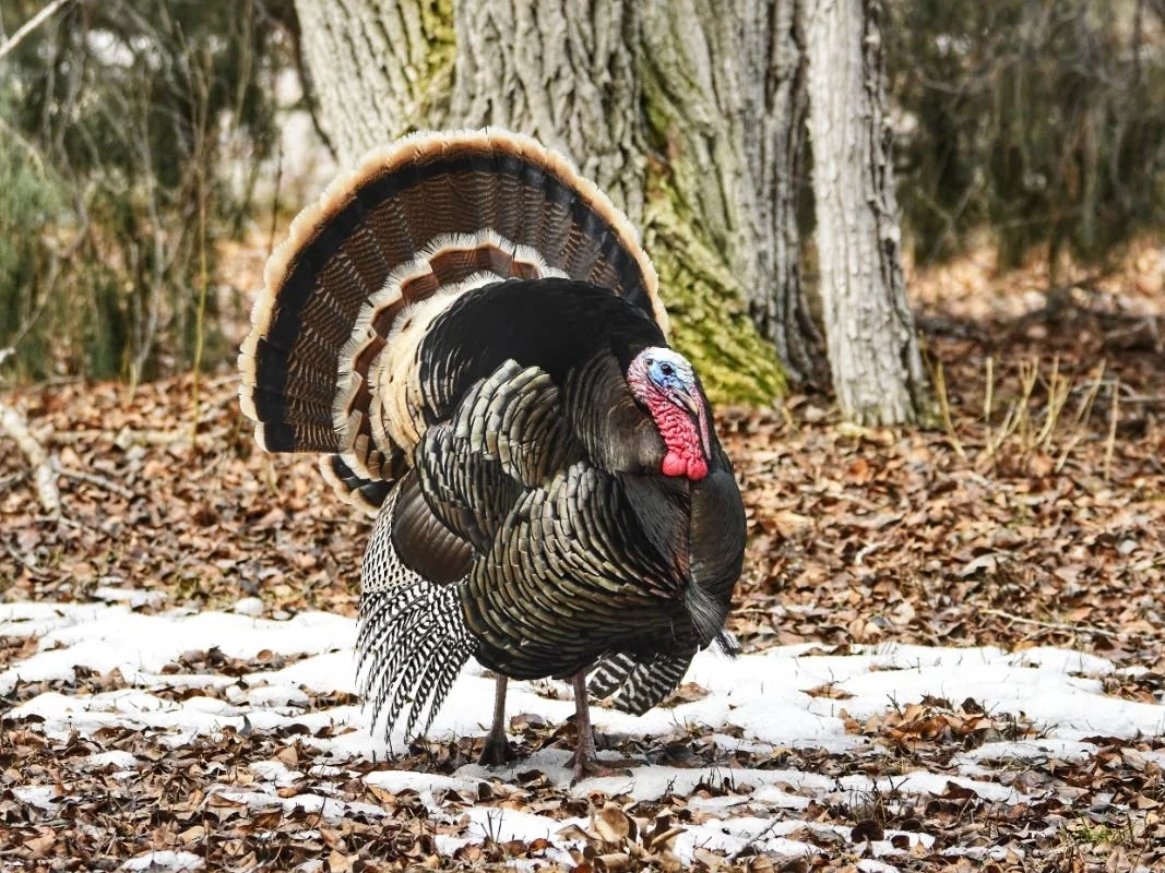 Old Farmers Almanac Predicts Thanksgiving Weather 20251022 014306