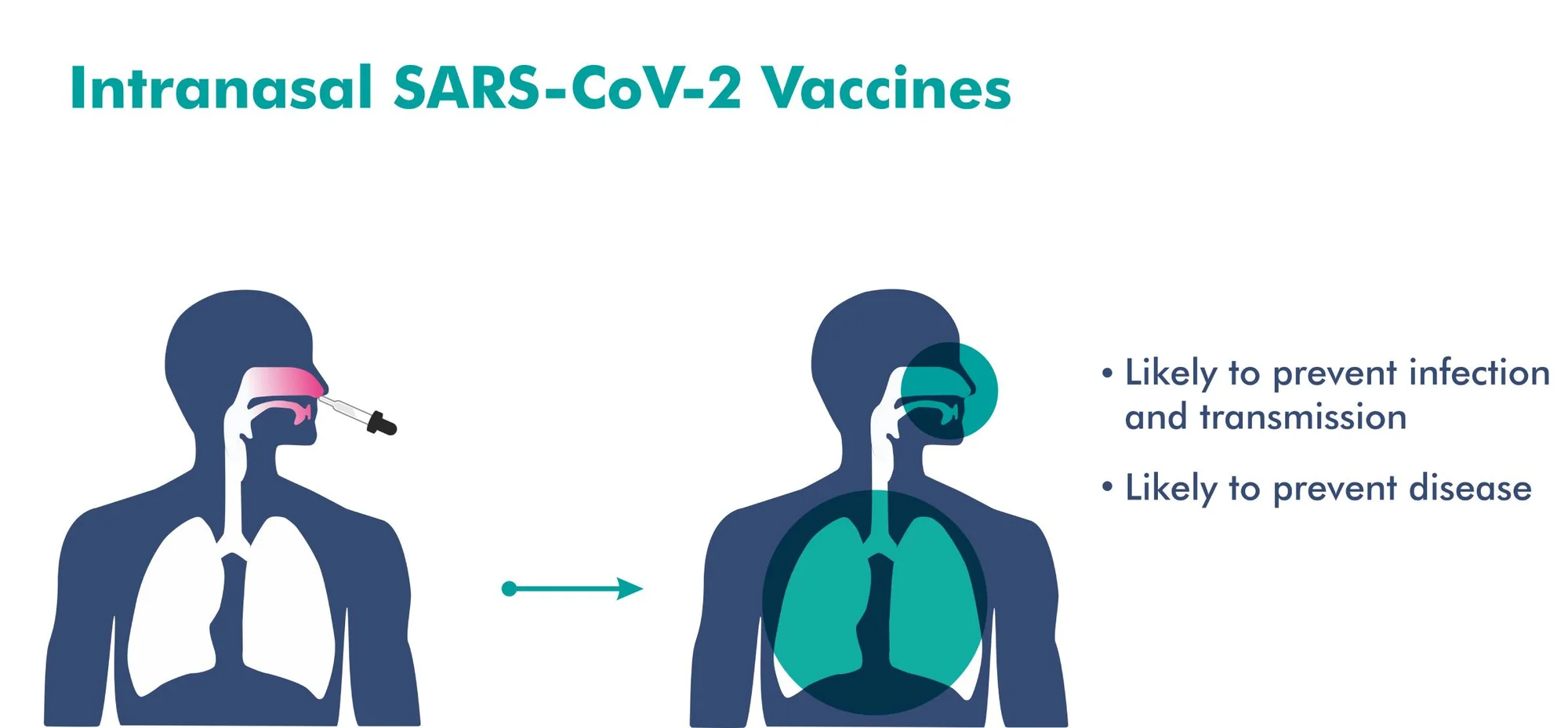 SARS CoV 2 mRNA vaccines sensitize tumours to immu 20251024 052658