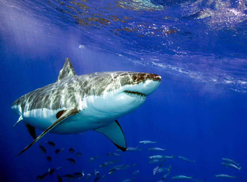 Sharks See Into Future As Celebrini Smith Key Win 20251025 031513