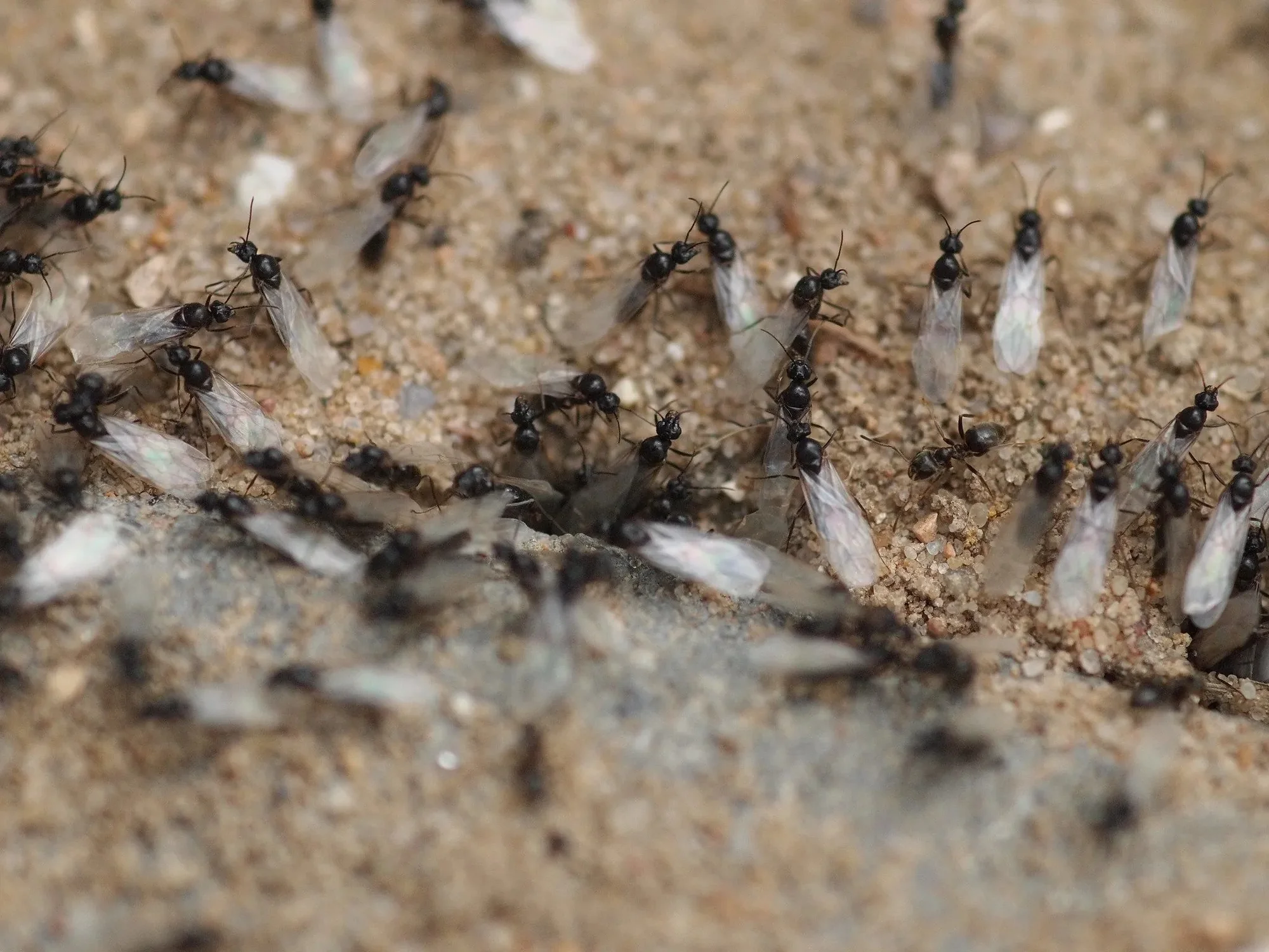 Some ants appear to alter their nestss to prevent 20251022 121114