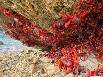 Watch Millions of red crabs begin annual migration 20251024 111853