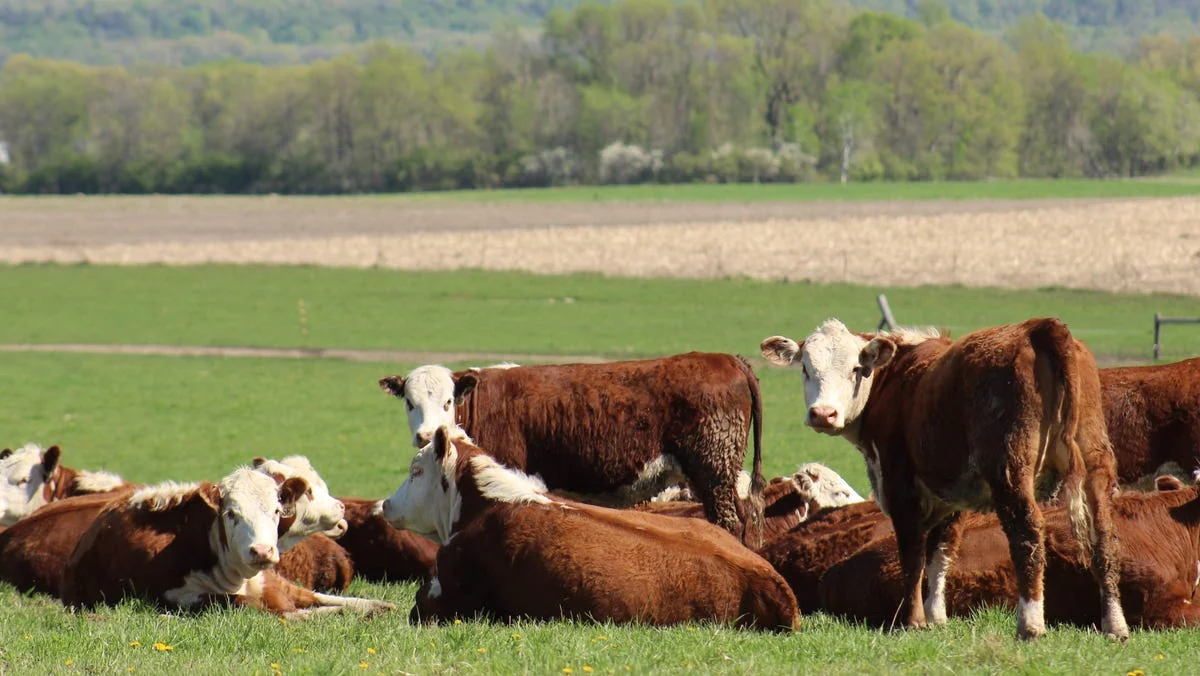 Why are beef prices going up What to know as polit 20251027 195459