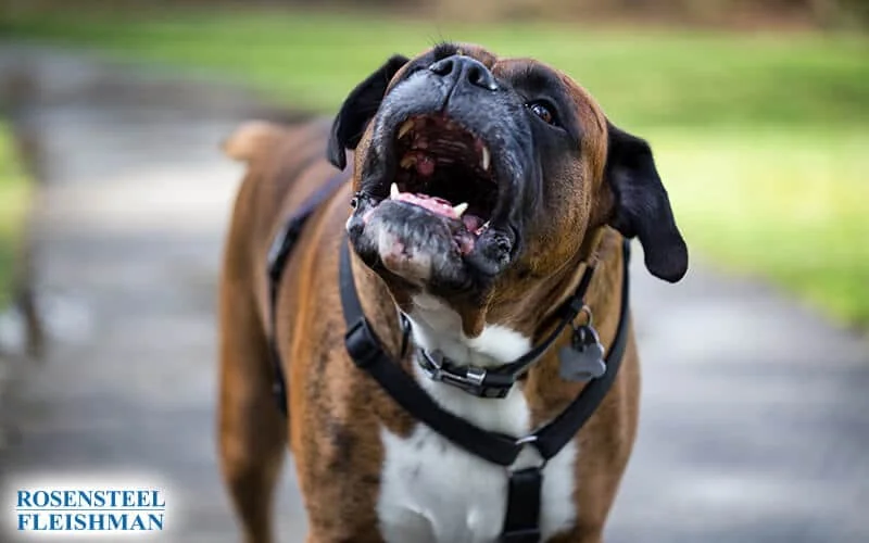 How A Charlotte Nc Dog Bite Injury Compensation La 20251111 231113