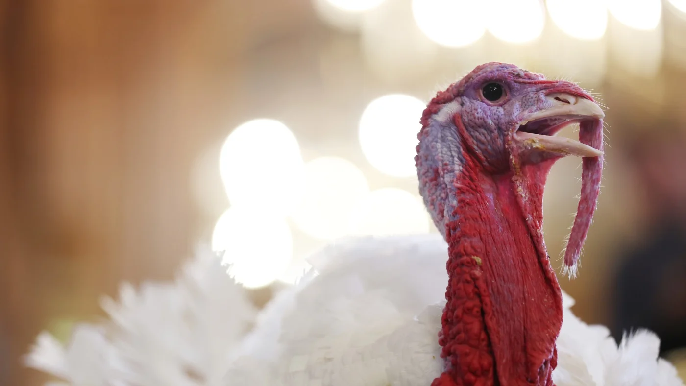 How the turkey trotted its way onto our Thanksgivi 20251126 153457