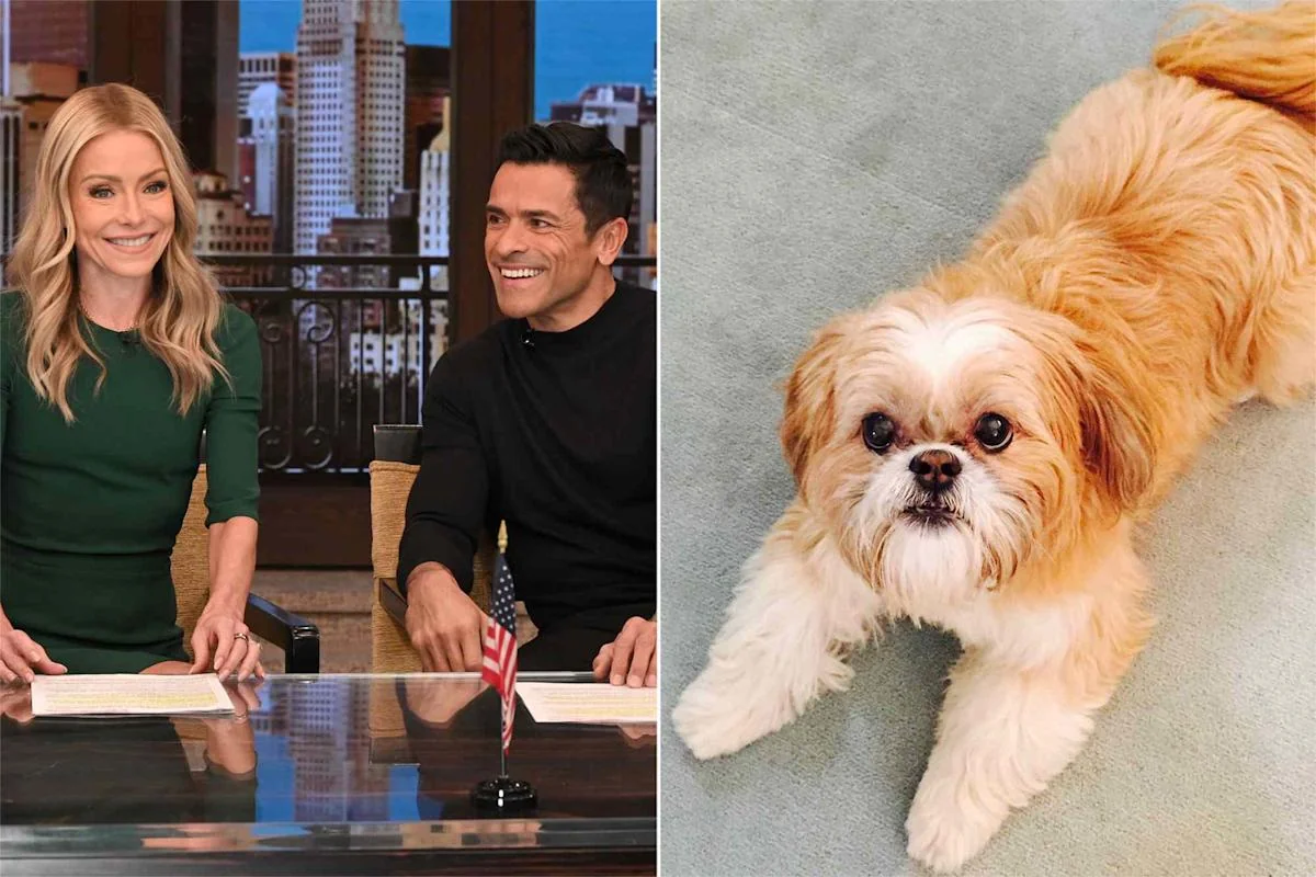 Kelly Ripa Reveals Groomer Once Cornrowed Her Dogs 20251113 164548