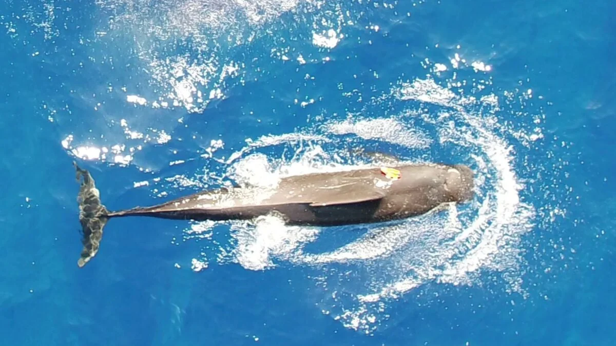 Scientists Wanted to Know How Many Squid Pilot Wha 20251114 111653