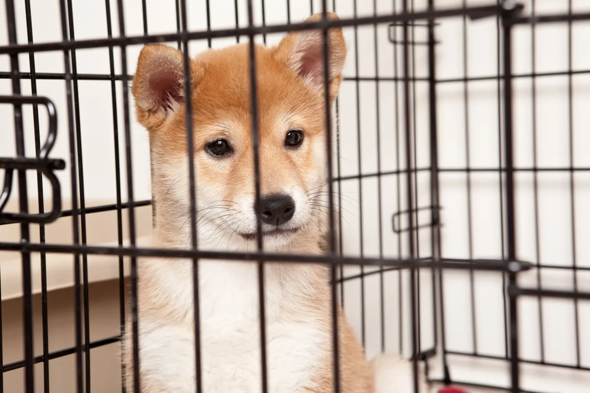 Should You Buy Dogecoin After Its 51 Slump In 2025 20251121 110346