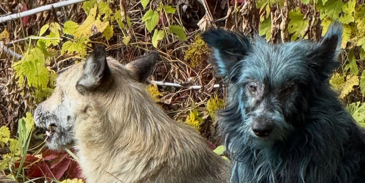 Some Dogs at Chernobyl Have Turned Blue 20251109 100315