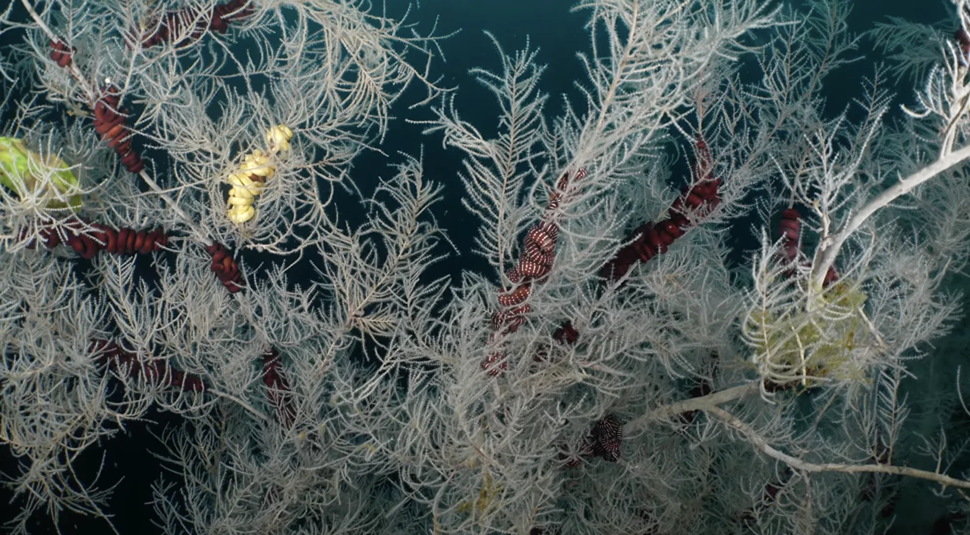 Largest ever seen centuries old coral found in New 20260117 114214