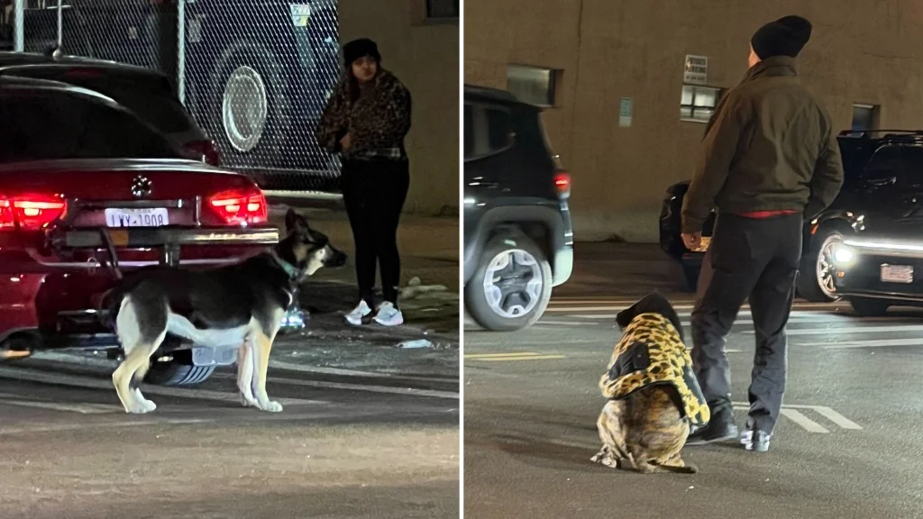 Man 68 arrested for driving with dogs leashed to b 20260107 182243