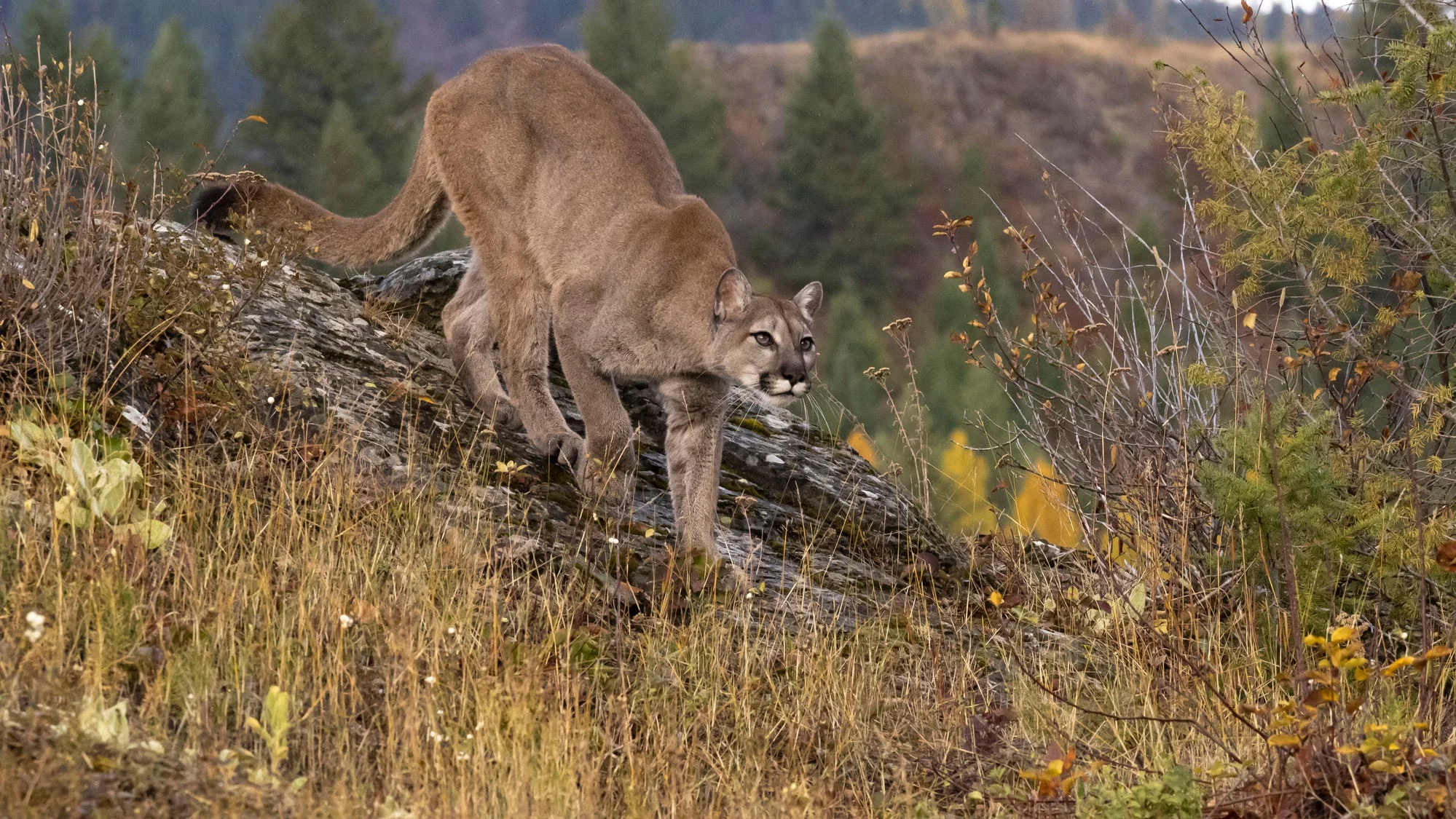 Search ends for mountain lion in fatal New Years D 20260106 173502
