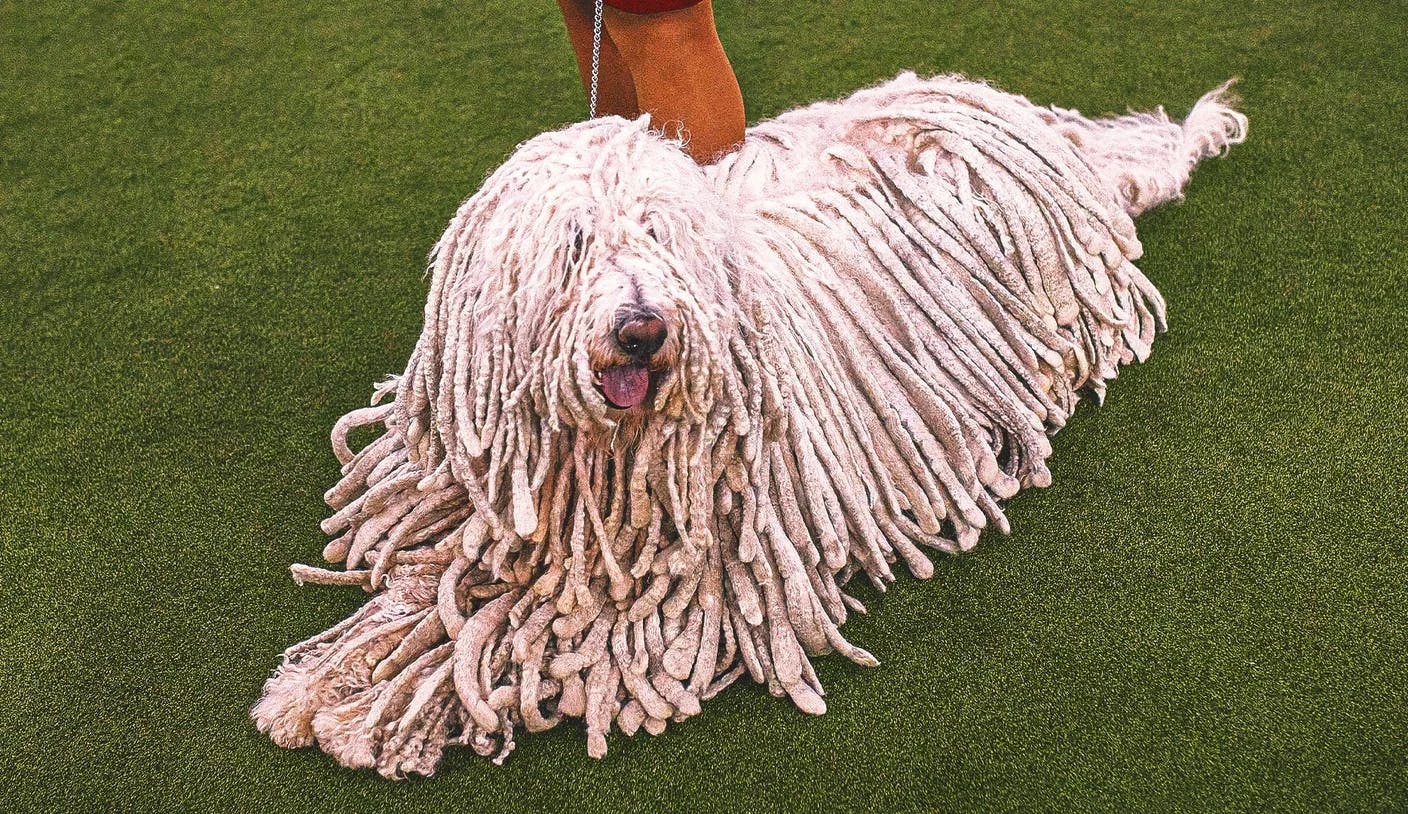 2026 Wkc Dog Show Everything To Know About This Ye 20260203 010936