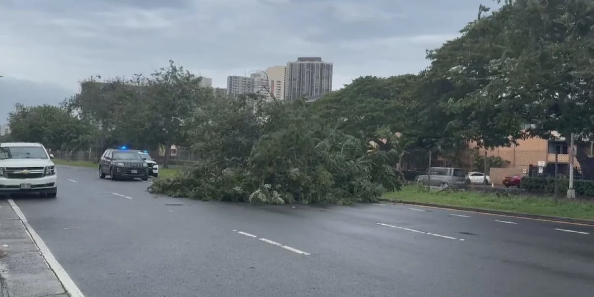 Downed trees power outages from powerful winds rep 20260209 111903