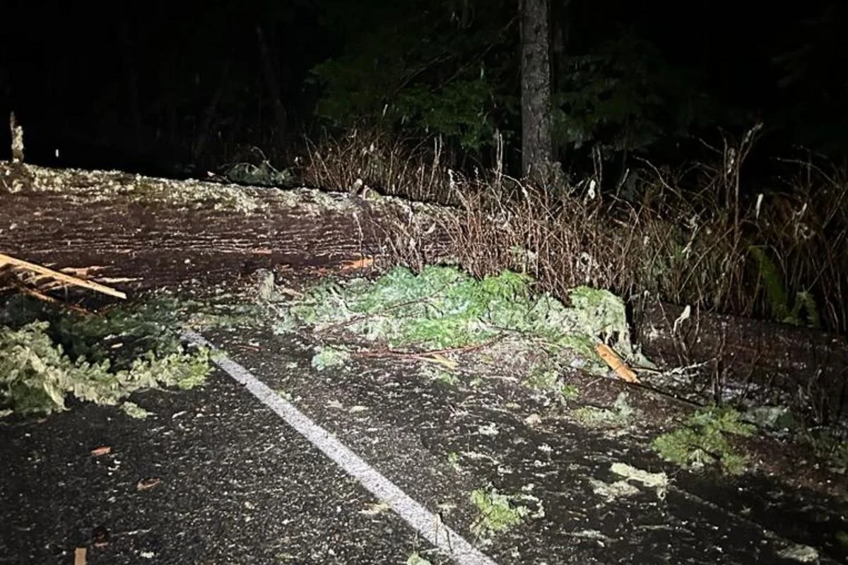 Strong Overnight Windstorm Brings Down Trees Clos 20260313 164717