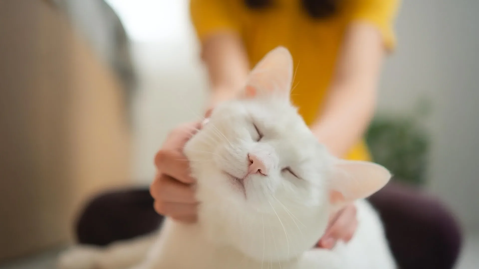 Scientists say house cats could help unlock new ca 20260525 110913